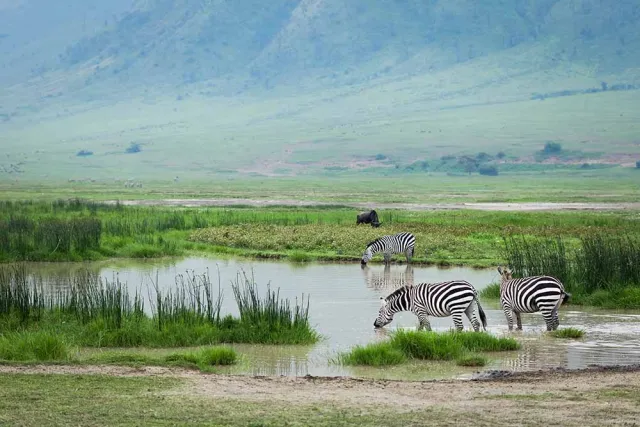 Classic Northern Circuit Safari (7 Days)